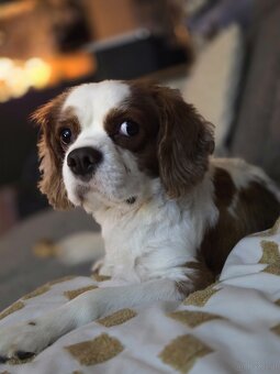 Charlie sucht seinen Herzensplatz 🐶🤍 - 2