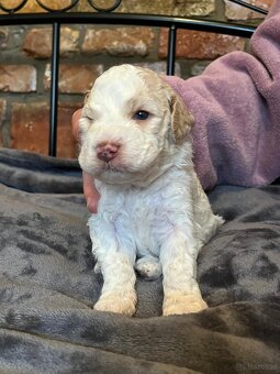 Lagotto Romagnolo - 2