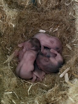 Zwerghamster Babys 6 Stück - 2