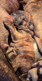 Cane corso mit Stammbaum - 2