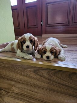 Cavalier king Charles spaniel - 2