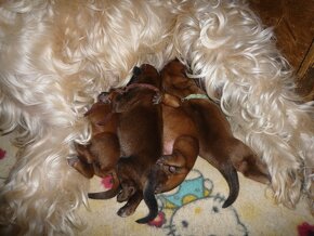 Irish Softcoated Wheaten Terrier - 2