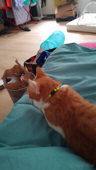 kater sucht dringend ein neues zuhause - 2