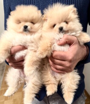 Pomeranian Bären - 2