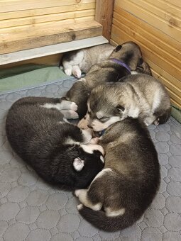 Alaskan Malamute – Welpen mit FCI-Papiere - 2