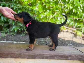 Beauceron Welpe mit Stammbaum - 2