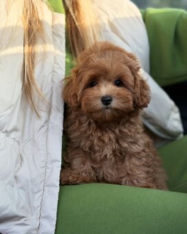 Gesunde Maltipoo-Welpen zu verkaufen - 2