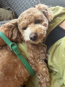 🐶 Maltipoo Welpe sucht liebevolles Zuhause - 2