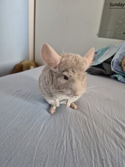 Neuer Futterspender für Chinchillas gesucht - 2