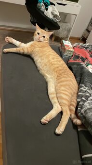Verschmuster Kater abzugeben - 2