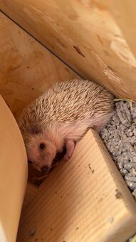 Weißbauchigel Mädchen 6 Monate - 2