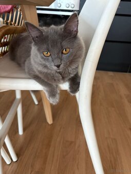 Wunderschönes BLH-Kitten Luna sucht ein Zuhause - 2