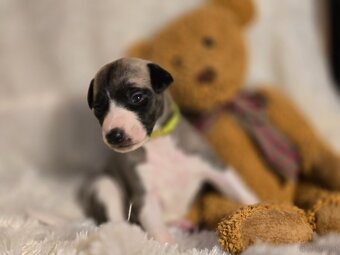 Whippet Welpen mit Papieren - 2