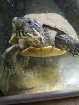 Wasserschildkröte - 2