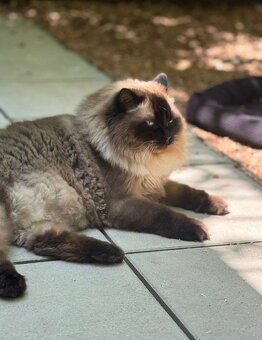 Ragdoll Kater Harley - 2