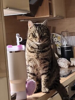 Katzen zu vergeben - 2