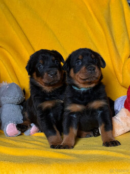 Beauceron-Welpen - 2