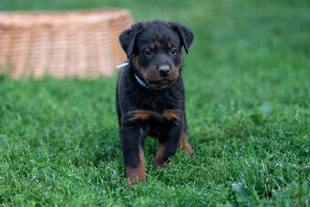 Beauceron-Welpen - 2