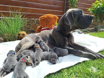 Deutsche dogge blau - 2