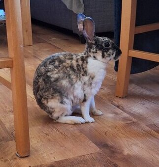 Hope, ihr Bub  und ihr Enkerl suchen Bestplatz - 2