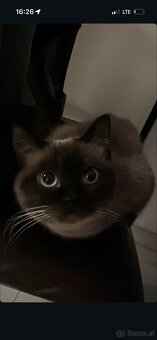 Siam Katze & Schildpatt Katze Geschwister - 2