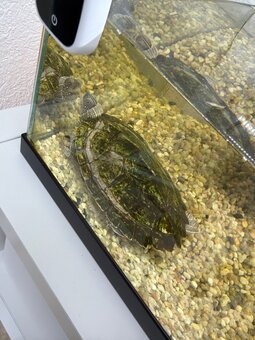 Wasserschildkröte - 2
