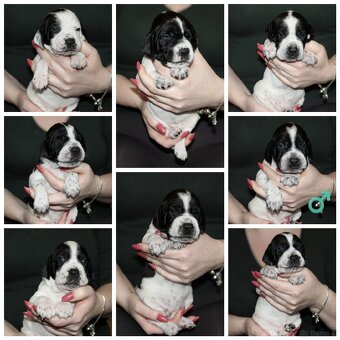 Englisch pointer / Vorstehhund - 2