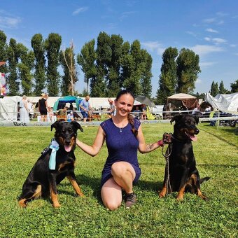 Zuverlässige Zuchtstätte für Beauceron-Hunde - 2