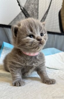 BKH Kitten - 2