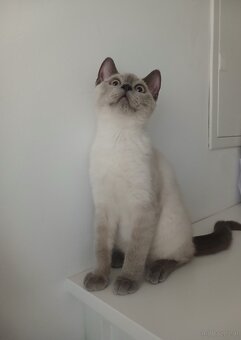 BKH Kater - 2
