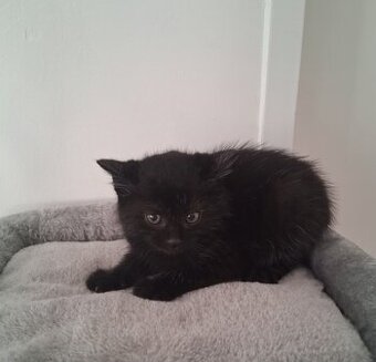 Babykatze - 2
