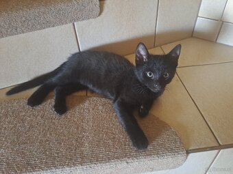 Katzenbabys - 2