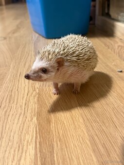 Weißbauch Igel weiblich sechs Monate - 2