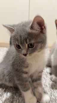 BKH kitten - 2