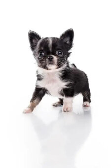 Chihuahua-Welpen abzugeben - 2