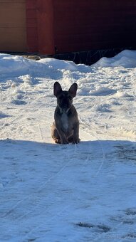 Französischen Bulldoggen Welpen mit Stammbaum - 2