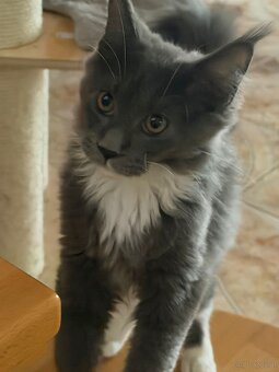 Bildhübsches Maine Coon Mädchen sucht Bestplatz - 2