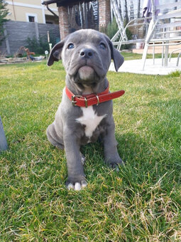 American Pit-Terrier-Welpen - 2