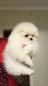 Zwergspitz-pomeranian welpen abzugeben - 2
