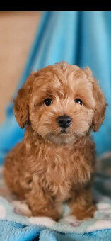 Maltipoo-Welpen abzugeben - 2