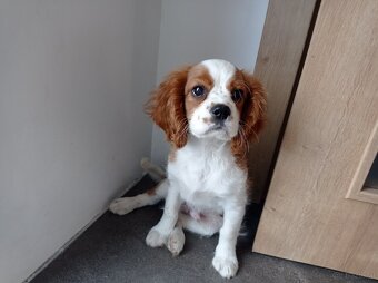 Cavalier King Charles spaniel - 2