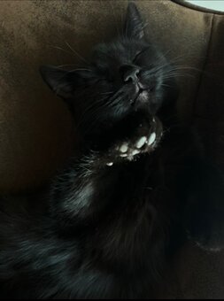 Liebevolle, kastrierte Katze in gute Hände abzugeben - 2