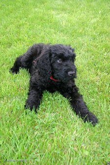 Schwarzer Russischer Terrier – liebevoll aufgezogene Welpen - 2