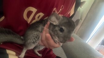 Chinchilla Mädels - 2