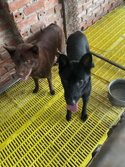 hmong bobtail dog - 2