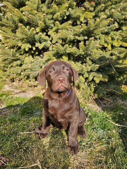 Labrador Welpen mit Stammbaum - 2