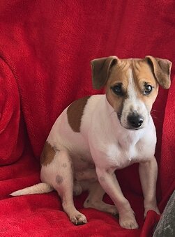 Jack Russell - 2