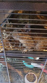 Degus 9 Monate alt mit Käfig und Zubehör - 2