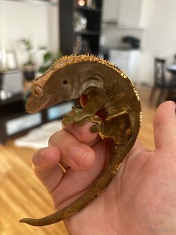 Kronengecko Lucifer - 2