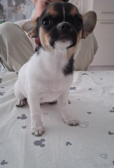 Chihuahua mit stammbaum - 2